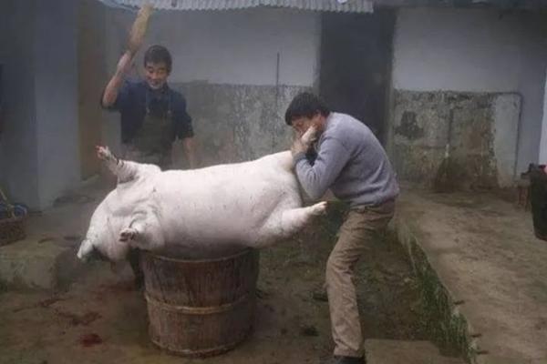 Có gì trong con lợn muối 53 năm, được trả giá 2 tỷ chủ vẫn không bán?-1