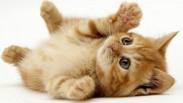 Tử vi tuần mới: 4 con giáp đặc biệt may mắn, làm ăn phát đạt-1