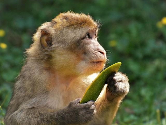 Tử vi tuần mới: 4 con giáp đặc biệt may mắn, làm ăn phát đạt-3