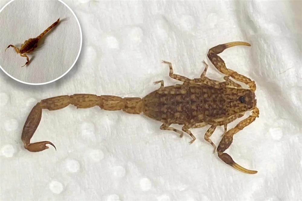Du khách sửng sốt phát hiện bọ cạp vi vu cùng gia đình gần 10.000 km-1