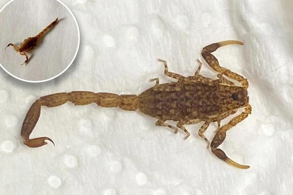 Khách du lịch châu Âu mặc bảo hộ từ đầu đến chân vì nạn rệp hút máu hoành hành-2