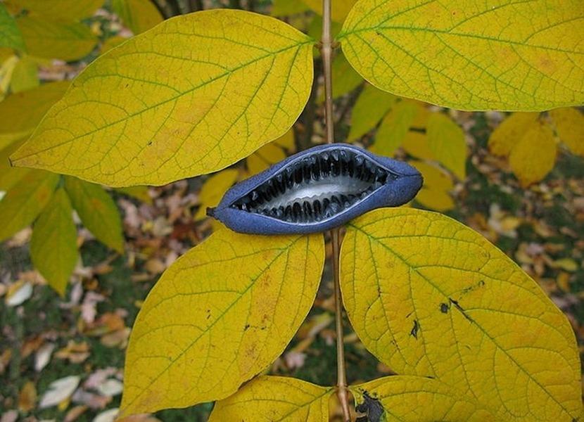 Loại quả xấu xí - ngón tay quỷ, có gì đặc sắc mà có tiền chưa chắc mua được-2