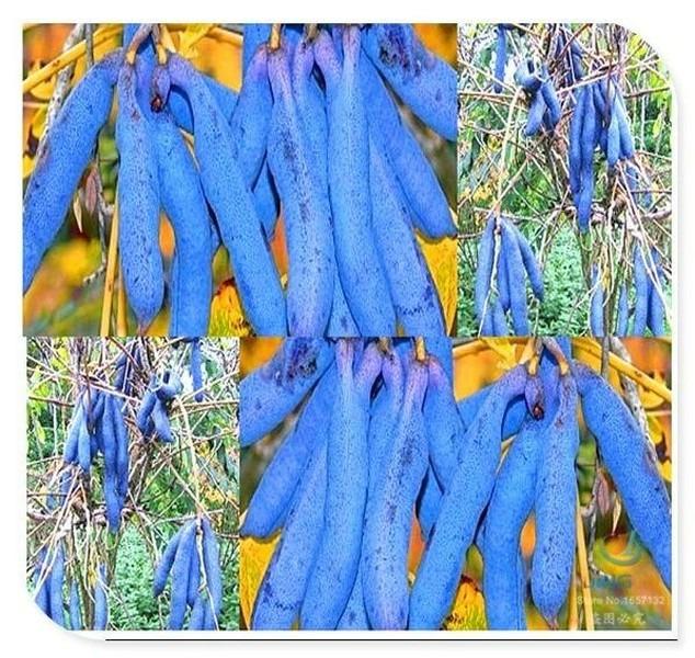 Loại quả xấu xí - ngón tay quỷ, có gì đặc sắc mà có tiền chưa chắc mua được-3