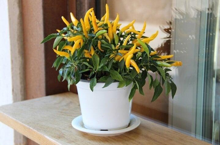 Có nên trồng cây ớt trước nhà?-2