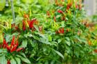 Có nên trồng cây ớt trước nhà?