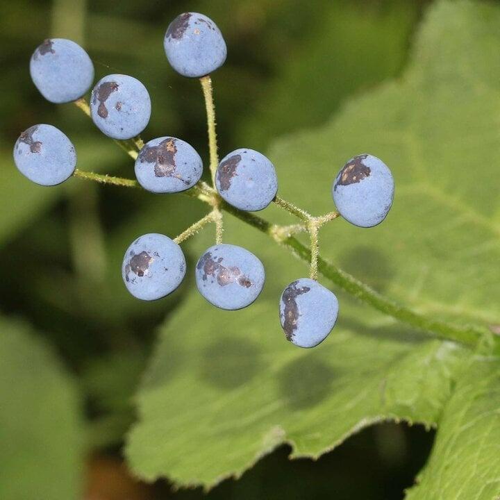 Ấn tượng loài hoa cánh trắng tinh khôi, cứ gặp mưa là trong suốt như pha lê-2