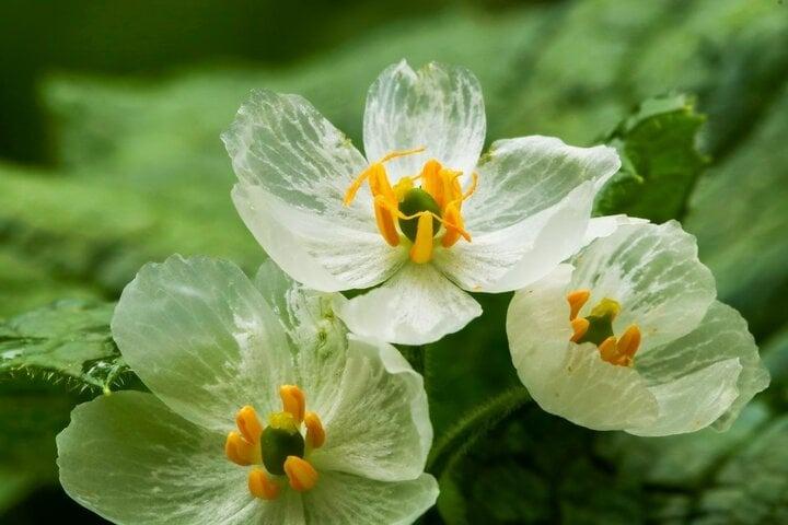 Ấn tượng loài hoa cánh trắng tinh khôi, cứ gặp mưa là trong suốt như pha lê-5