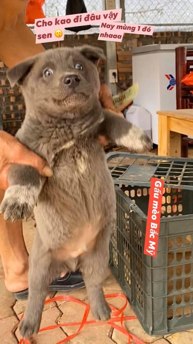 Chú chó Nguyễn Văn Dúi nổi tiếng một thời vừa qua đời-3