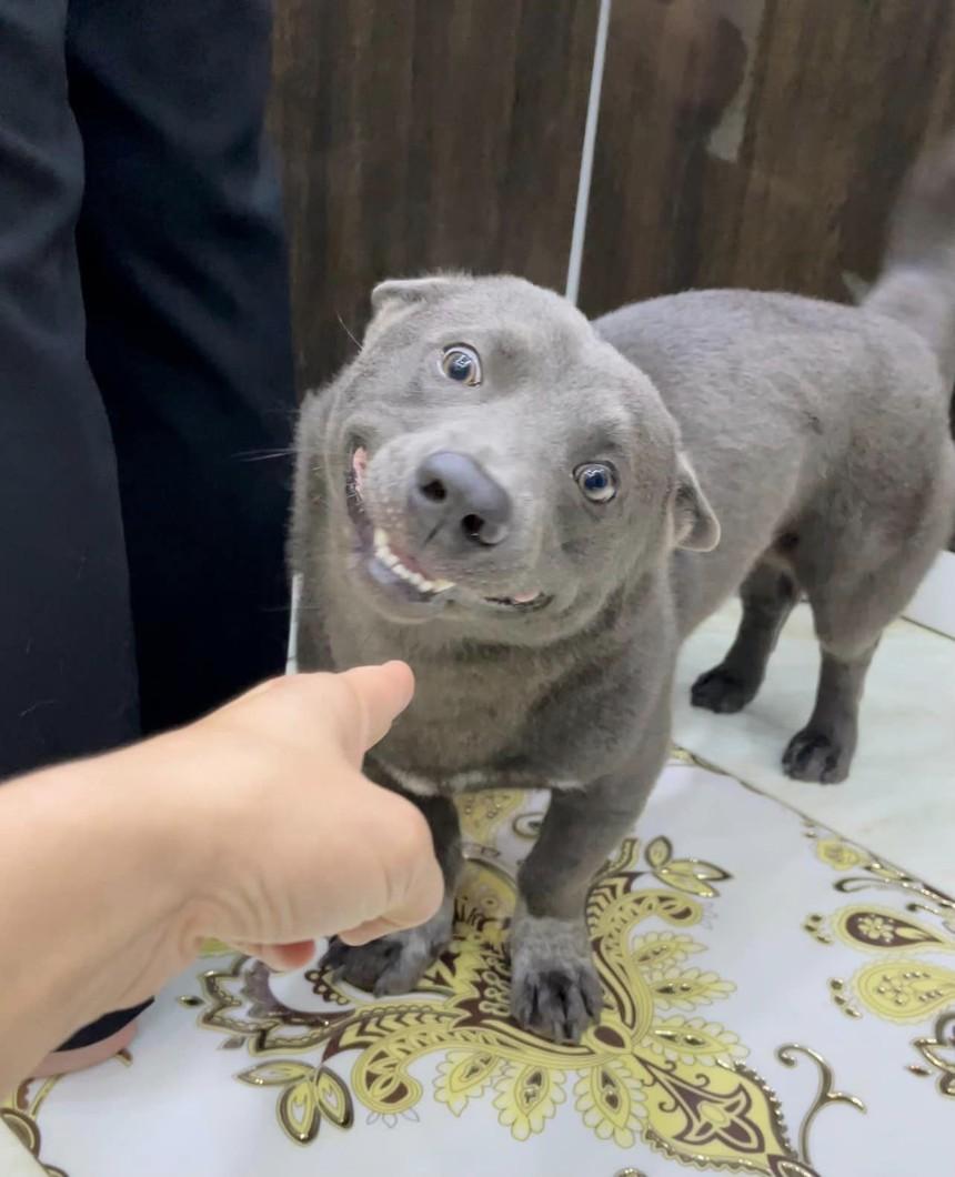 Chú chó Nguyễn Văn Dúi nổi tiếng một thời vừa qua đời-5