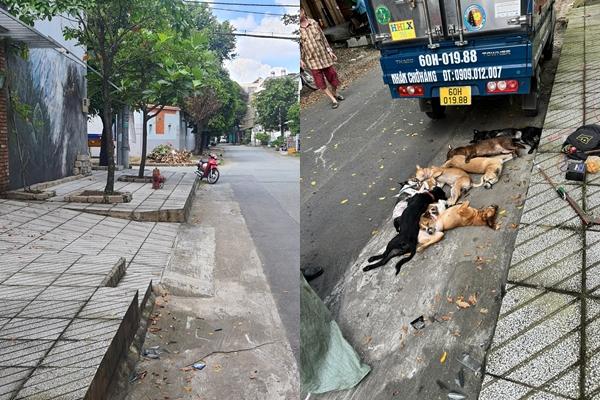 Bắt 2 kẻ trộm chó bị tài xế ô tô ở TP.HCM tông ngã-2