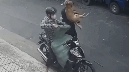 Bắt 2 kẻ trộm chó bị tài xế ô tô ở TP.HCM tông ngã-1