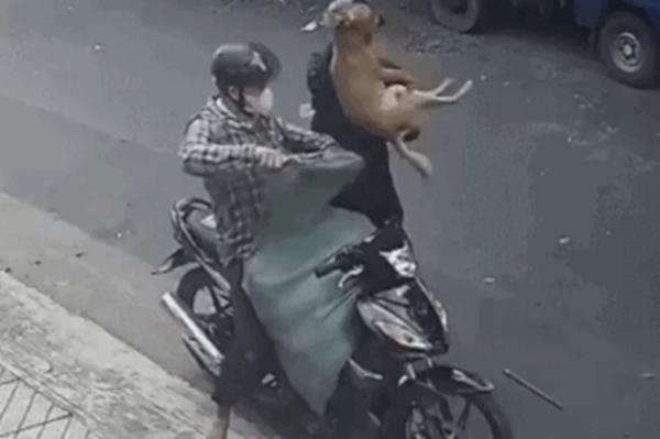 Tông ngã 2 tên trộm chó, tài xế ô tô có bị xử lý hình sự?-3