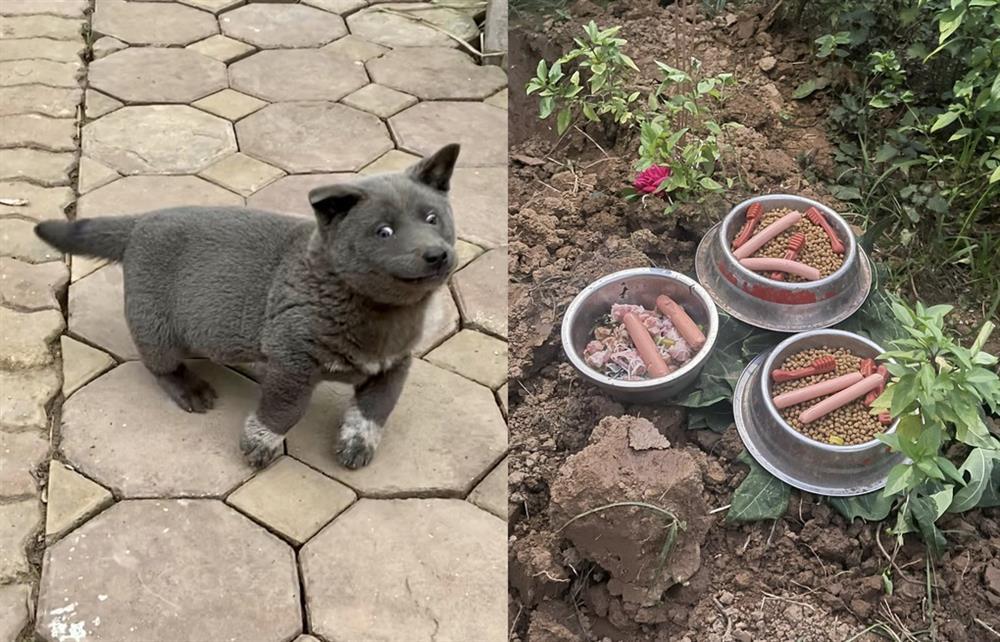 Chú chó nổi tiếng Nguyễn Văn Dúi đã qua đời, được chủ chôn cất sau vườn nhà-1