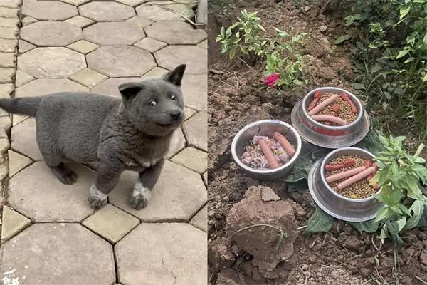 Chú chó đứng đợi ở nhà xác suốt 4 tháng mà không biết chủ nhân đã chết-3