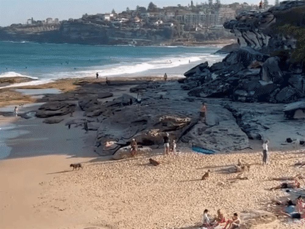 Bãi biển lạ cứ 7 đến 10 năm mới xuất hiện một lần, khách nào may mới gặp-1