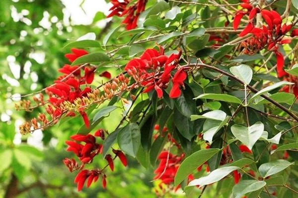 Có nên trồng cây khế trước nhà?-3