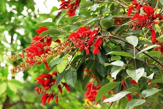 Có nên trồng cây osaka trước nhà?