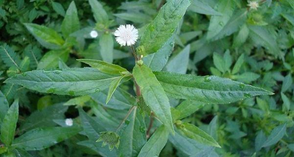 Thực hư công dụng loại cây nhiều người tín nhiệm để chữa thận, nhưng lại chứa chất hại thận khủng khiếp-2