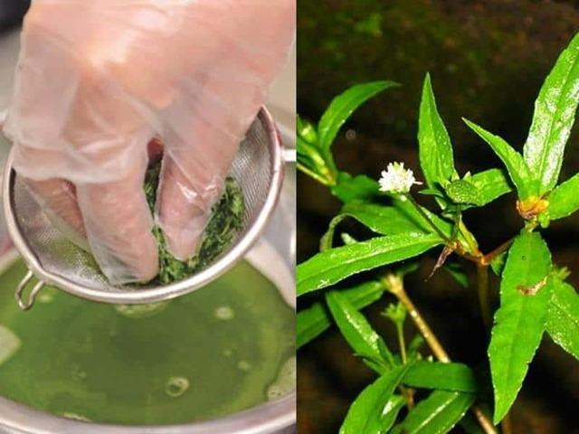 Thực hư công dụng loại cây nhiều người tín nhiệm để chữa thận, nhưng lại chứa chất hại thận khủng khiếp-3