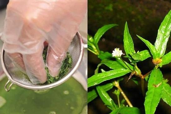 Thực hư công dụng loại cây nhiều người 'tín nhiệm' để chữa thận, nhưng lại chứa chất hại thận khủng khiếp