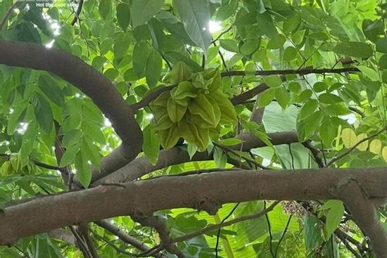 Có nên trồng cây khế trước nhà?