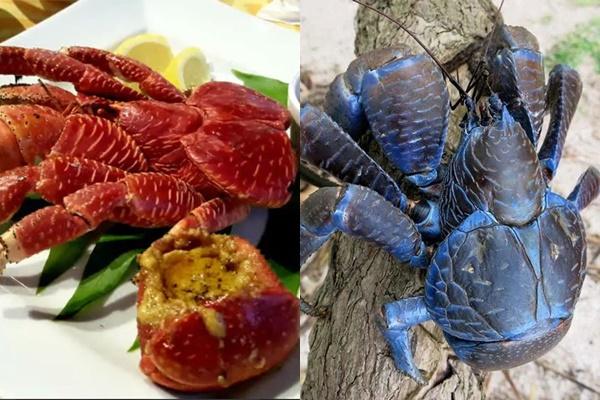 Mâm cua dì Ba từng bán trăm kg/ngày, khách giành giật mua giờ ra sao?-6