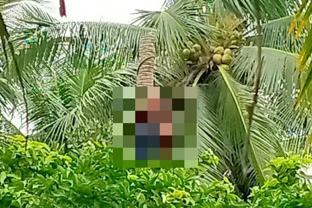 Thi thể người đàn ông treo trên cây dừa-1