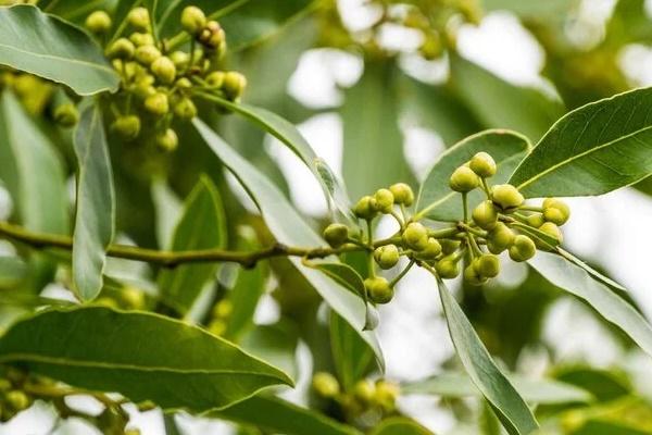 Có nên trồng cây xoài trước nhà?-2