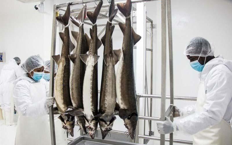 Hé lộ 2 món ăn của giới siêu giàu giúp cô dâu tháng 10 Thanh Hằng luôn trẻ đẹp-9