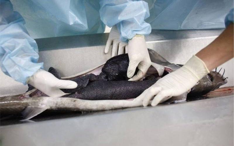 Hé lộ 2 món ăn của giới siêu giàu giúp cô dâu tháng 10 Thanh Hằng luôn trẻ đẹp-10