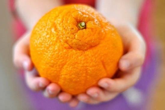 Loại cam đắt đỏ nhất thế giới nhìn như 'sumo', ở Việt Nam vào mùa rẻ 'như cho không'