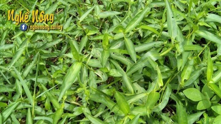 Miền Tây có mấy loại rau tên nghe lạ tai nhưng đem làm món ăn lại rất hấp dẫn-4