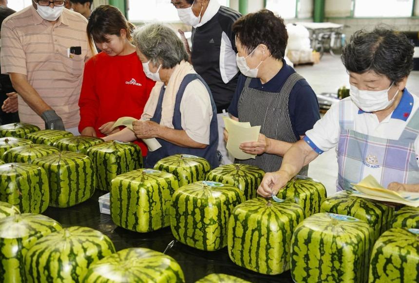 Nhật Bản huy động công nhân cứu quả dưa hấu mọc giữa đường-2