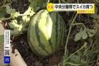 Nhật Bản huy động công nhân 'cứu' quả dưa hấu mọc giữa đường