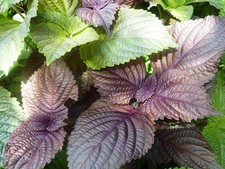 Cách làm trắng da cấp tốc từ lá tía tô-1