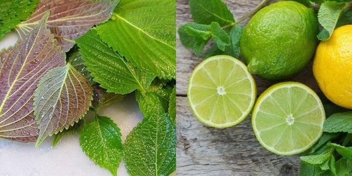 Cách làm trắng da cấp tốc từ lá tía tô-4