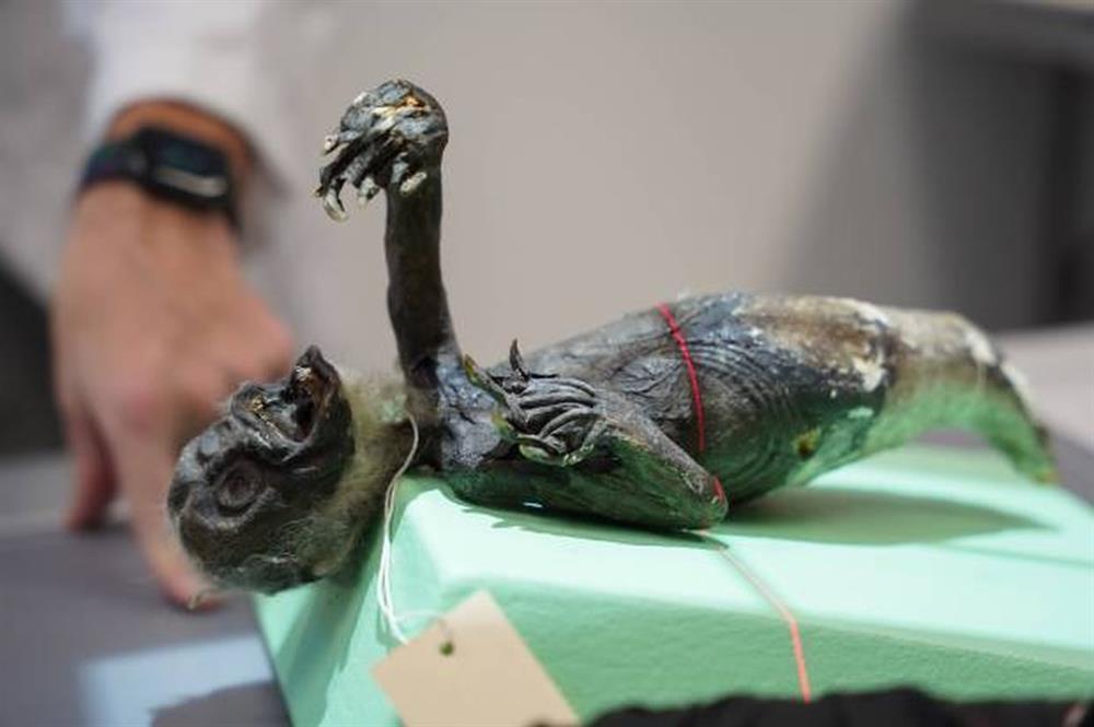 Vạch trần cú lừa về sự thực xác ướp người cá gần 130 năm tuổi-2