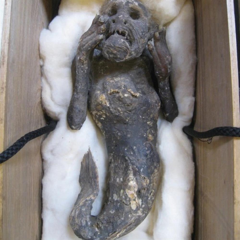 Vạch trần cú lừa về sự thực xác ướp người cá gần 130 năm tuổi-3