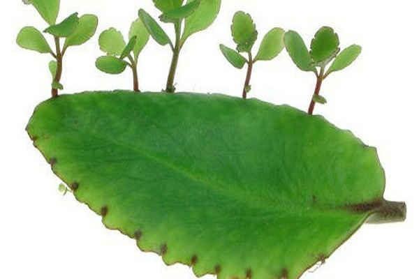 Loại cây mọc dại ở Viêt Nam nhưng được thế giới dùng làm thuốc chữa bệnh-1