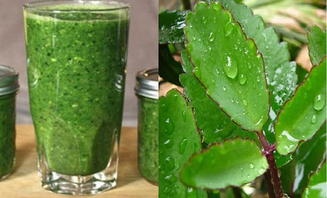 Loại cây mọc dại ở Viêt Nam nhưng được thế giới dùng làm thuốc chữa bệnh-2