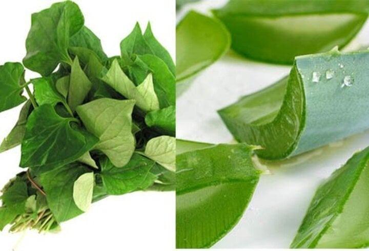 Bí quyết làm trắng da bằng rau diếp cá-2