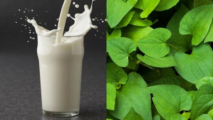 Bí quyết làm trắng da bằng rau diếp cá-3