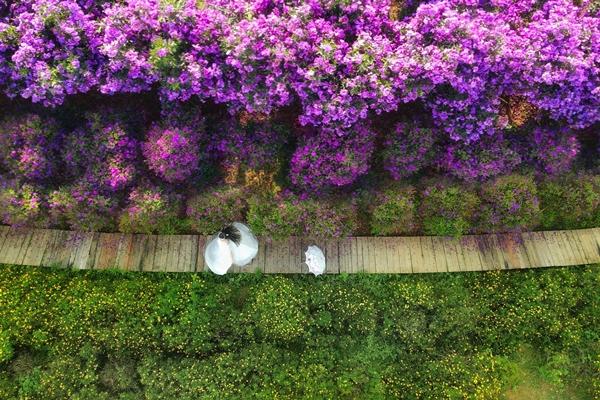 Hoa sim tím nở rộ khắp Đà Lạt, du khách ngỡ như lạc vào thế giới cổ tích-1