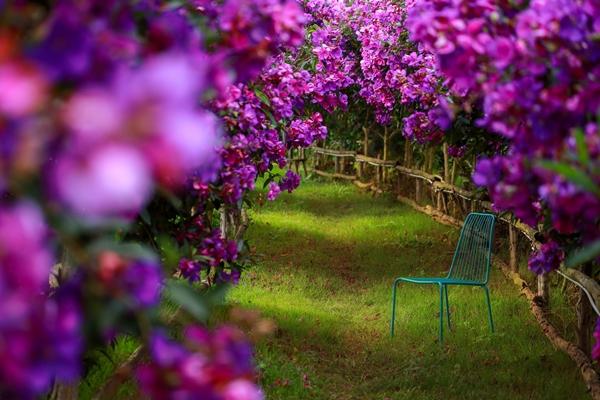 Hoa sim tím nở rộ khắp Đà Lạt, du khách ngỡ như lạc vào thế giới cổ tích-2