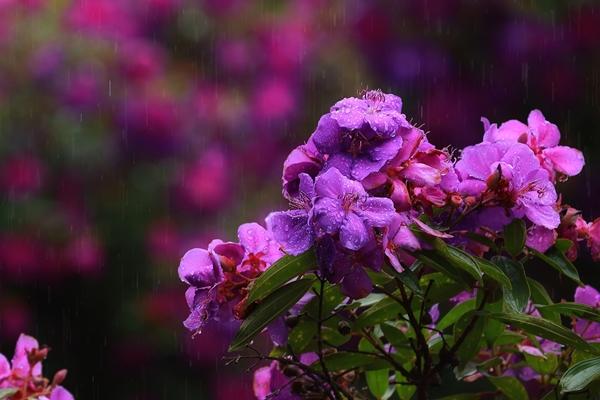 Hoa sim tím nở rộ khắp Đà Lạt, du khách ngỡ như lạc vào thế giới cổ tích-4