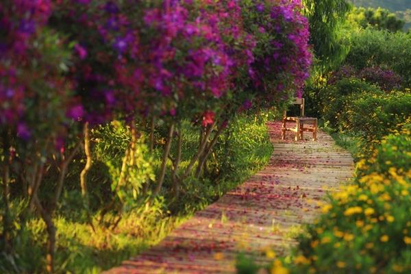 Hoa sim tím nở rộ khắp Đà Lạt, du khách ngỡ như lạc vào thế giới cổ tích-5