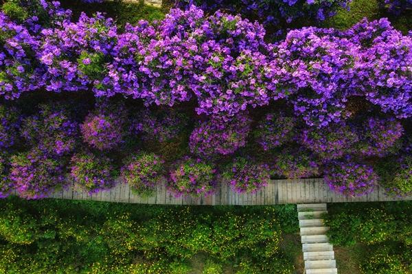 Hoa sim tím nở rộ khắp Đà Lạt, du khách ngỡ như lạc vào thế giới cổ tích-7