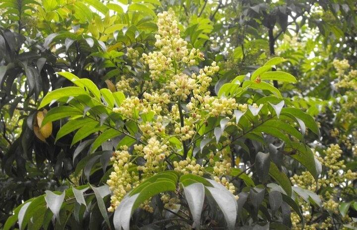 Có nên trồng cây sấu trước nhà?-1