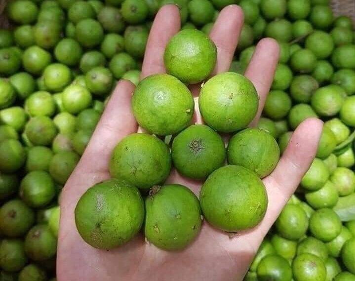 Có nên trồng cây sấu trước nhà?-2