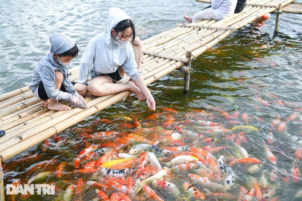 Hà Nội: Yêu cầu di dời 8 tấn cá koi ra khỏi hồ Đầm Đông-2